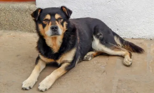 Cão abandonado e triste